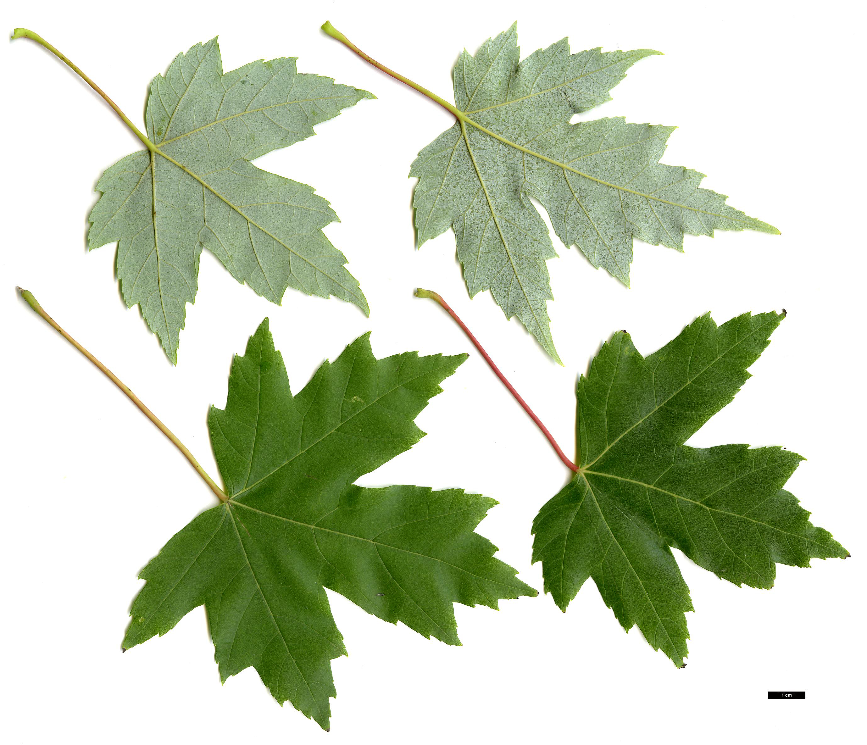 High resolution image: Family: Sapindaceae - Genus: Acer - Taxon: ×freemanii - SpeciesSub: 'Jeffersred' (A.rubrum × A.saccharinum)
